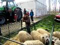 Concurso/exposición de ganado y Feria Agroalimentaria 